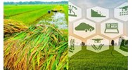 Những đối tượng nào được hỗ trợ phí bảo hiểm nông nghiệp?