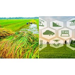 Những đối tượng nào được hỗ trợ phí bảo hiểm nông nghiệp?