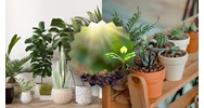 Cảm nghĩ về loài cây em yêu thích chọn lọc hay nhất