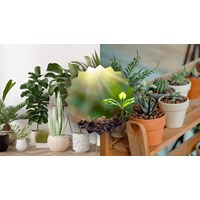 Cảm nghĩ về loài cây em yêu thích chọn lọc hay nhất