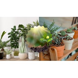 Cảm nghĩ về loài cây em yêu thích chọn lọc hay nhất