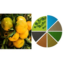 Bằng bảo hộ giống cây trồng có thông tin gì về Tác giả giống cây trồng?