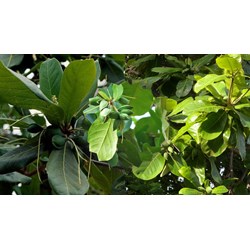 Biểu cảm về cây bàng chọn lọc hay nhất - Văn mẫu lớp 7