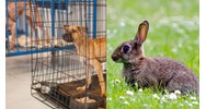 Có cần kiểm dịch động vật vận chuyển trong nội tỉnh hay không?