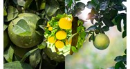 Biểu cảm về cây bưởi chọn lọc hay nhất - Văn mẫu lớp 7