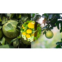 Biểu cảm về cây bưởi chọn lọc hay nhất - Văn mẫu lớp 7
