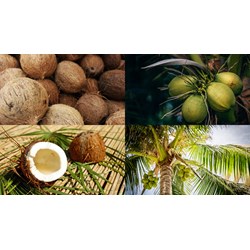 Đăng ký nhãn hiệu cho sản phẩm OCOP tại Bình Định như thế nào?
