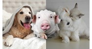 Bài văn Biểu cảm về con vật nuôi chọn lọc hay nhất