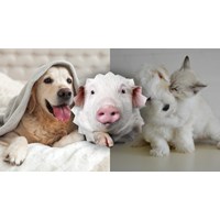 Bài văn Biểu cảm về con vật nuôi chọn lọc hay nhất