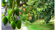Biểu cảm về cây xoài siêu hay, đạt điểm cao
