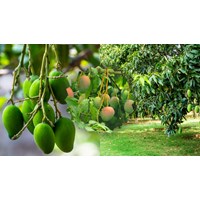 Biểu cảm về cây xoài siêu hay, đạt điểm cao