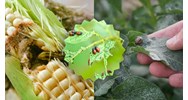 Có mấy nguyên tắc phòng trừ sâu bệnh hại? - Công nghệ lớp 7