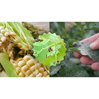 Có mấy nguyên tắc phòng trừ sâu bệnh hại? - Công nghệ lớp 7