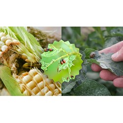 Có mấy nguyên tắc phòng trừ sâu bệnh hại? - Công nghệ lớp 7
