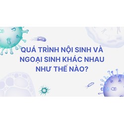 Quá trình nội sinh và ngoại sinh khác nhau như thế nào?