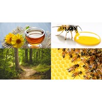 Đăng ký nhãn hiệu cho sản phẩm OCOP tại Đắk Nông như thế nào?