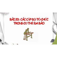 Giải KHTN Lớp 6 Bài 20: Các cấp độ tổ chức trong cơ thể đa bào