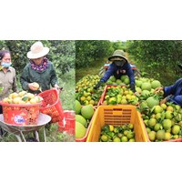 Hiện nay hợp tác xã nông nghiệp có những hoạt động đặc thù nào?