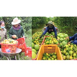 Hiện nay hợp tác xã nông nghiệp có những hoạt động đặc thù nào?