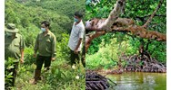 Được để thừa kế quyền sử dụng rừng được giao trồng rừng phòng hộ?