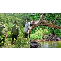 Được để thừa kế quyền sử dụng rừng được giao trồng rừng phòng hộ?