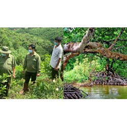 Được để thừa kế quyền sử dụng rừng được giao trồng rừng phòng hộ?