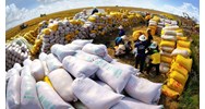 Chiến lược về phát triển thị trường xuất khẩu gạo đến năm 2030