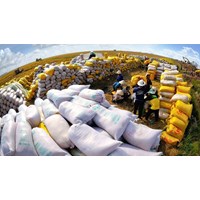 Chiến lược về phát triển thị trường xuất khẩu gạo đến năm 2030
