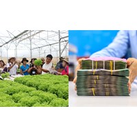Chính sách vay vốn Quỹ Hỗ trợ nông dân cập nhật mới nhất 2024