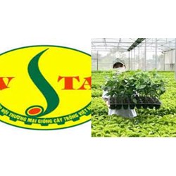 Hiệp hội thương mại giống cây trồng Việt Nam là gì?