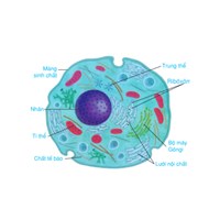Đơn vị cấu trúc và chức năng cơ bản nhất của sinh vật sống là?