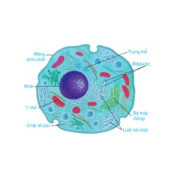 Đơn vị cấu trúc và chức năng cơ bản nhất của sinh vật sống là?