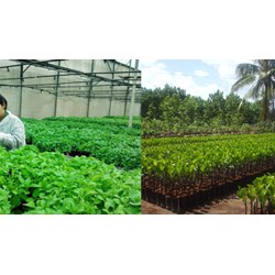 Nội dung giám định sở hữu công nghiệp, quyền với giống cây trồng