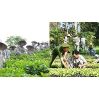 Quy định trả công lao động cho phạm nhân tham gia lao động sản xuất