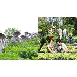Quy định trả công lao động cho phạm nhân tham gia lao động sản xuất