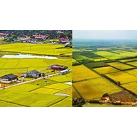 Bổ sung điều kiện cho phép chuyển mục đích sử dụng đất trồng lúa thực hiện dự án đầu tư