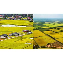Bổ sung điều kiện cho phép chuyển mục đích sử dụng đất trồng lúa thực hiện dự án đầu tư