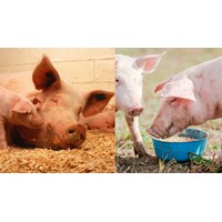Lợn mắc bệnh giả dại sẽ có những triệu chứng lâm sàng ra sao?