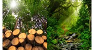 Nguyên tắc thuộc bộ tiêu chí quản lý rừng bền vững hiện nay ra sao?