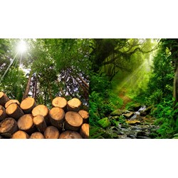 Nguyên tắc thuộc bộ tiêu chí quản lý rừng bền vững hiện nay ra sao?