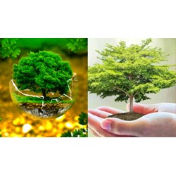 Thẩm định báo cáo đánh giá tác động môi trường thực hiện thế nào?