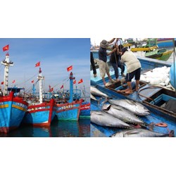 Tình hình chống khai thác hải sản bất hợp pháp nước ta thời gian qua