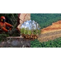 Viết thư UPU lần thứ 53: Thế giới không còn nạn phá rừng hay nhất