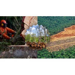 Viết thư UPU lần thứ 53: Thế giới không còn nạn phá rừng hay nhất