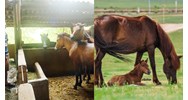 Năng suất sinh sản của ngựa cái cấn đáp ứng yêu những cầu ra sao?