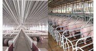 Chăn nuôi lợn theo hình thức chăn nuôi trang trại quy mô lớn cần làm thủ tục gì?