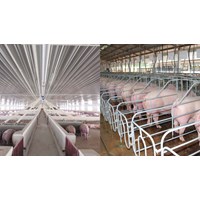 Chăn nuôi lợn theo hình thức chăn nuôi trang trại quy mô lớn cần làm thủ tục gì?
