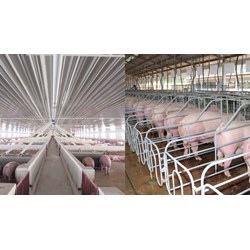Chăn nuôi lợn theo hình thức chăn nuôi trang trại quy mô lớn cần làm thủ tục gì?