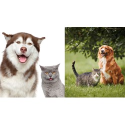 Chó, mèo có được xem là tài sản hay không?