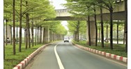 Cây xanh đường phố bao gồm những loại cây nào?